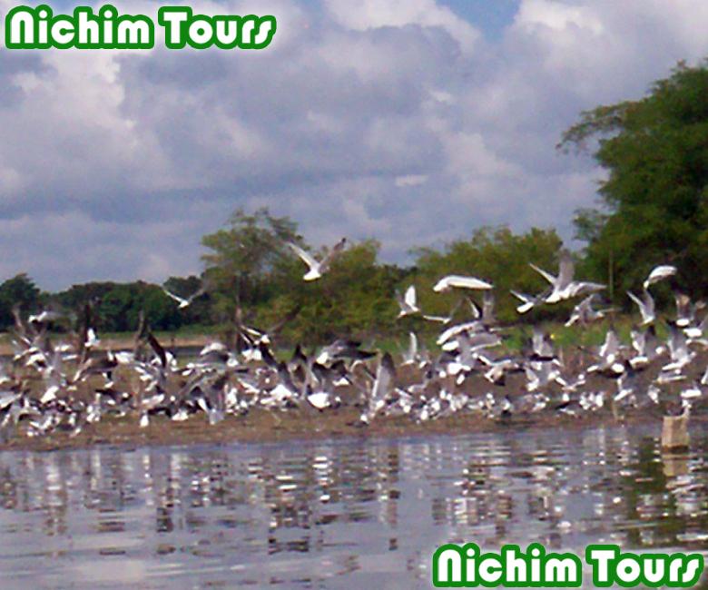 LAGUNA DE CATAZAJA. Tour de naturaleza y observacion de aves