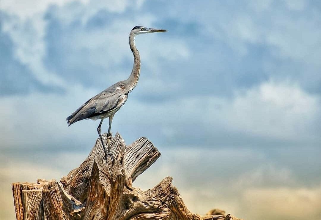 LAGUNA DE CATAZAJA. Tour de naturaleza y observacion de aves