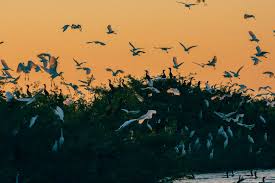 LAGUNA DE CATAZAJA. Tour de naturaleza y observacion de aves